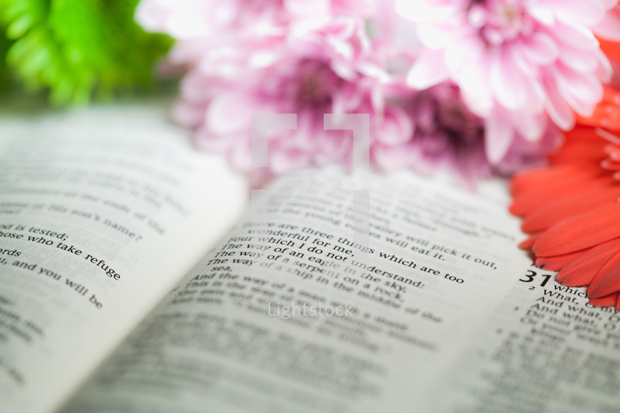 Flowers on Bible pages open to Proverbs 30:18.