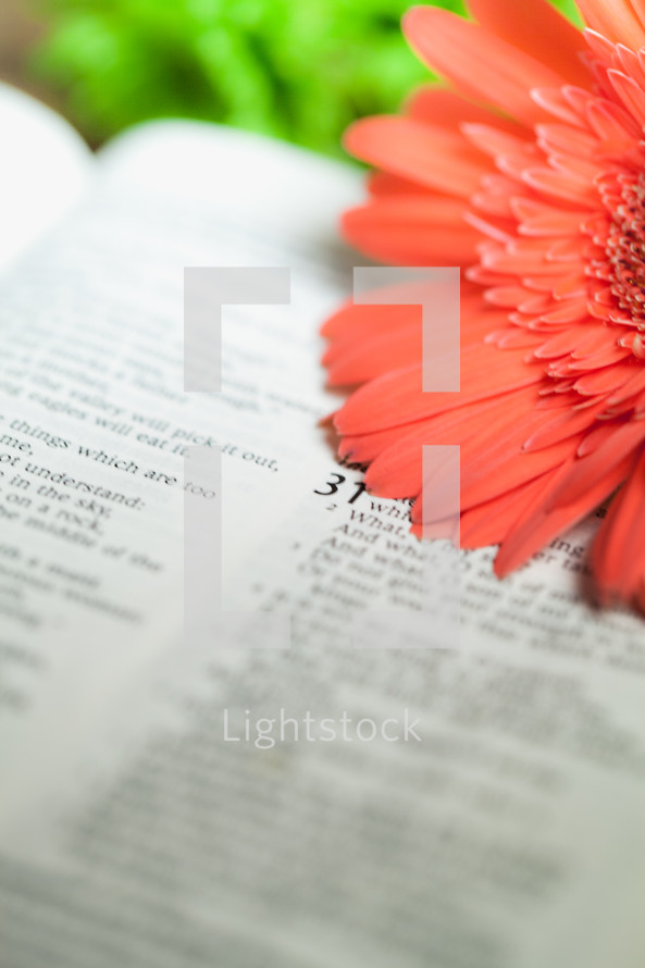 Flowers on Bible pages open to Proverbs 31.