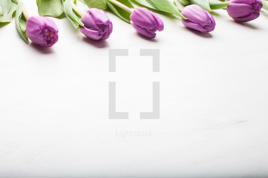 tulips on a white background - border 