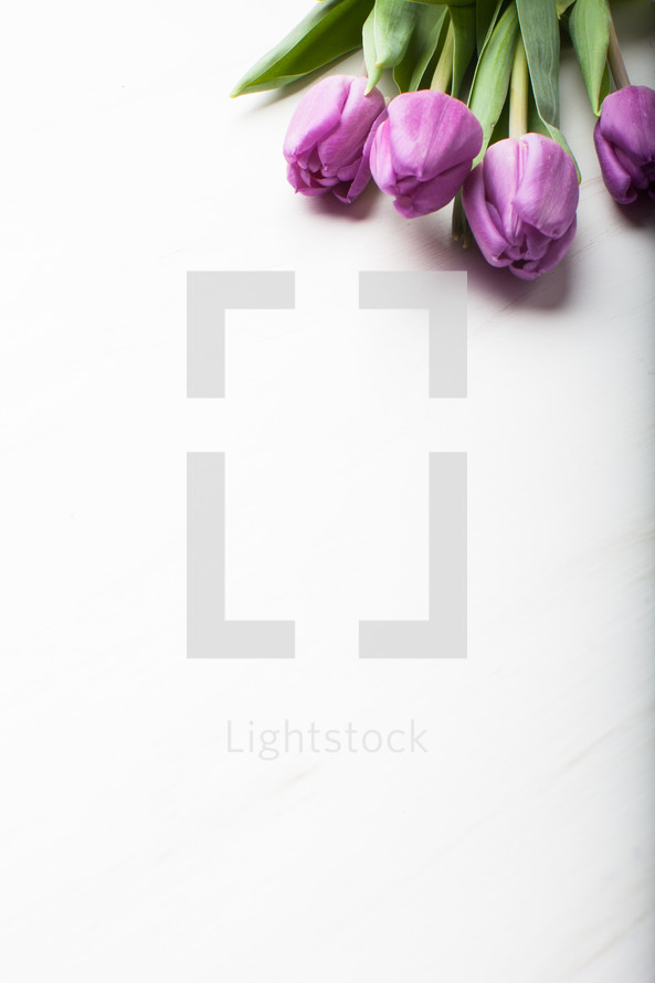 tulips on a white background 