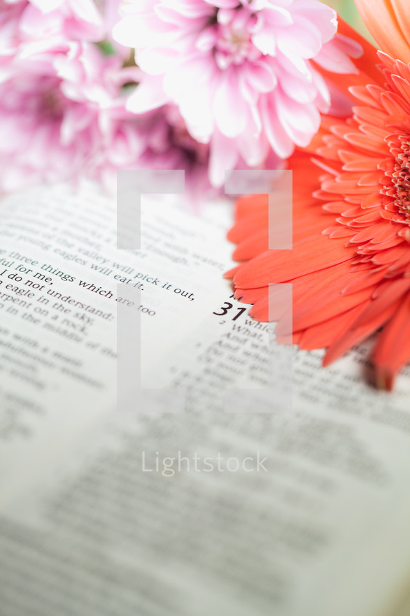 Flowers laying on Bible pages open to Proverbs 31.