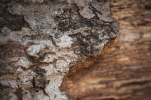 Peeling, weathered tree bark.