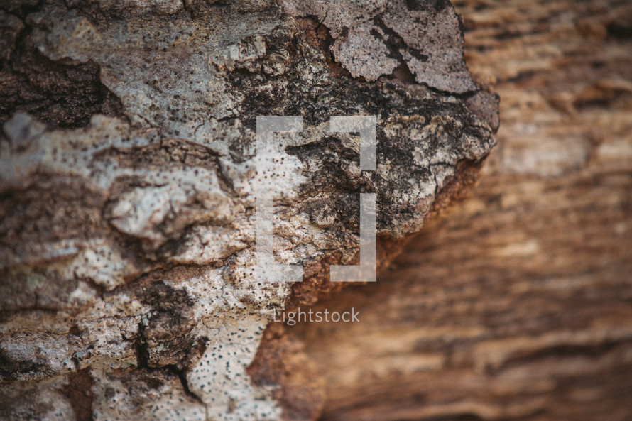 Peeling, weathered tree bark.