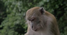 Close up view of macaque at batu caves 