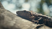 Large lizards in the rainforest jungle of a tropical country 