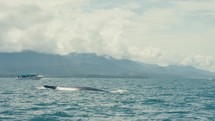 Blue whales surfacing at the pacific coast of Costa Rica