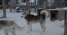 Husky dogs in open-air cage, winter shot