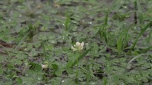 Raindrops falling into the puddle on clover lawn