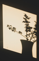 shadow of flowers in a vase 