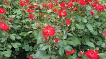panning on a bed of red roses