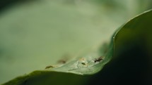 Large ants crawling around and eating a tropical plant 