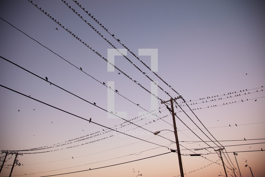 Birds perched on utility lines at dusk.