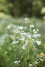 little white flowers 