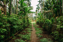 path through a jungle in Matiu Village 