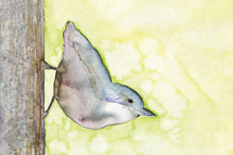 watercolor small bird 