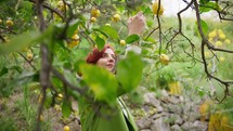 girl collects lemons from the tree