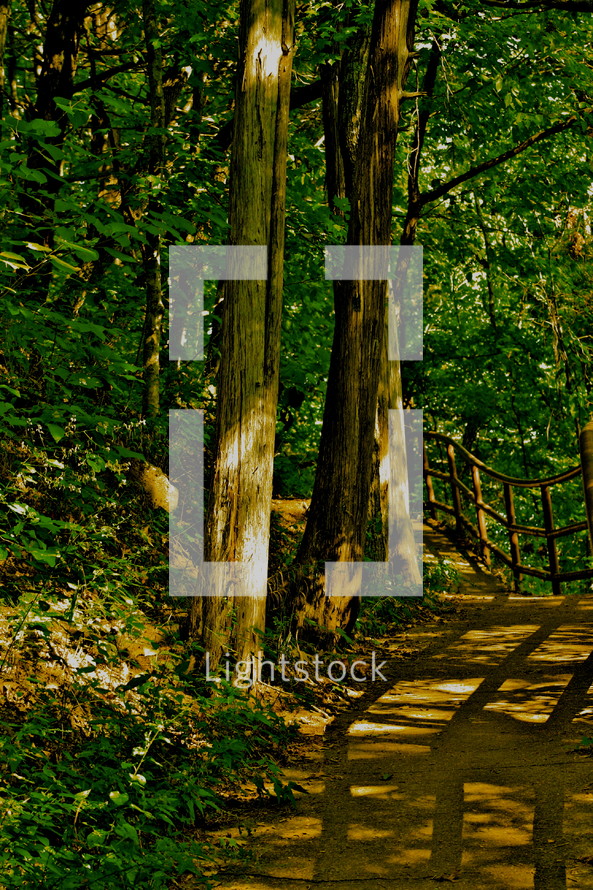 path through forest - trees - 