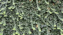 ivy scientific name Hedera plant useful as a background