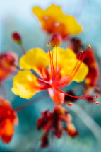 yellow and red flowers 