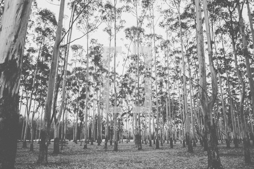A stand of tall trees.