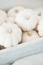 pile of white pumpkins 