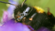 Bumblebee resting on purple flower, extreme macro closeup in nature