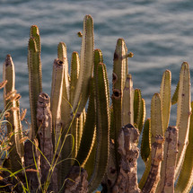 cactus on a shore in Teneriffa, Spain 