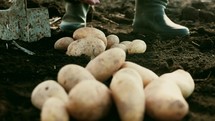 Farmer collects and sorts fresh potatoes. Slow motion toss of potatoes. Fresh plowed land, farmer in rubber boots. Concept of ecological food and vegetarianism. Harvesting potatoes and vegetables.