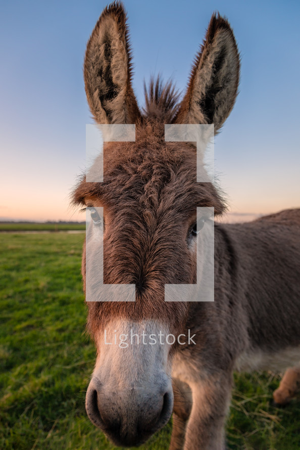 donkey closeup 