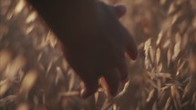 Close up of hand as young man is walking through a field during sunset.