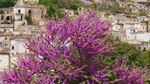 Tree of purple flowers near an ancient Sicilian city in Italy