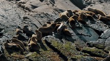 Colony Of South American Sea Lions Basking On Rock In Beagle Channel, Argentina. high angle, panning shot	