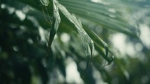 Tropical trees and plant life in the rainforest jungles of Costa Rica