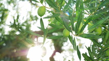 Close-up shot of bright sun shining through the green branches and leaves of olive tree