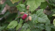 Loganberries Ripening in the Summer Breeze
