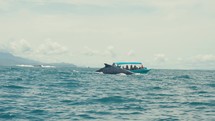 Blue whales surfacing at the pacific coast of Costa Rica