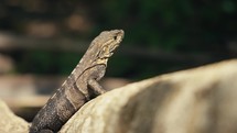 Large lizards in the rainforest jungle of a tropical country 