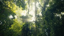 Tropical trees and plant life in the rainforest jungles of Costa Rica