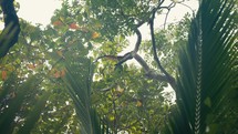 Wild tropical birds perched in the trees of a rainforest jungle