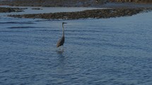 A large Great Blue Heron hunting in the  Atlantic Ocean Coast of South Carolina during sunrise