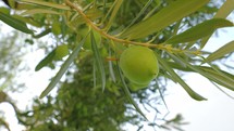 Branches of fruitful olive tree