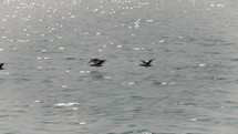 Flock Of Birds Flying Above Water Surface In Beagle Channel, Ushuaia, Argentina. tracking shot	
