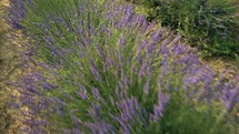 Extensive lavender fields for essential oil extraction