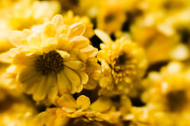 yellow mums closeup 