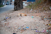 sleeping stray dog in Mandawa, India 