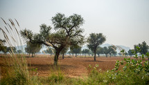 trees and landscape of Mandawa, India 
