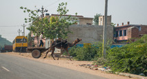 a camel pulling a wagon in Mandawa, India 