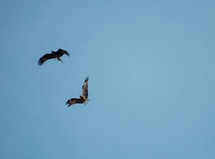soaring eagles 