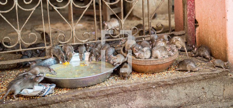 feeding rats in Bikaner, India 