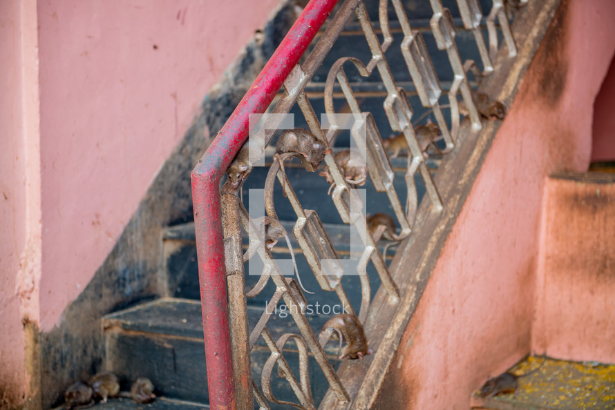 rats on steps in Bikaner, india 